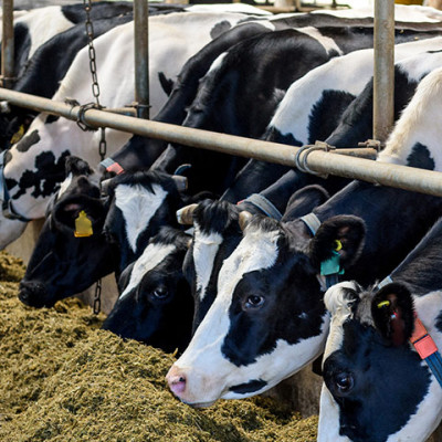 Imagen de vacas alimentándose