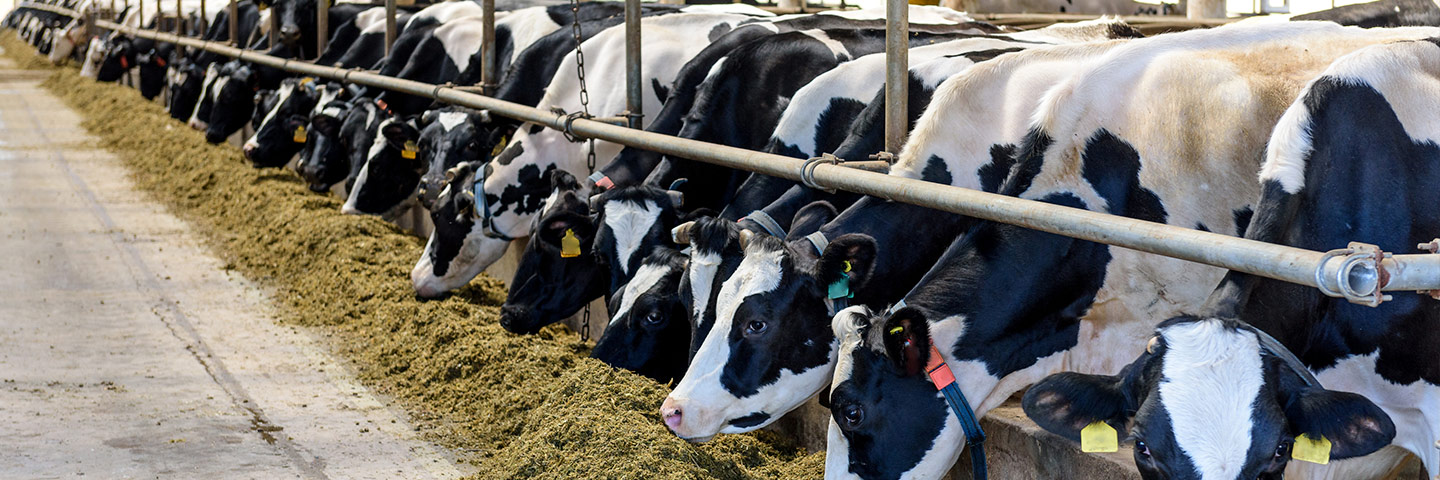 Imagen de vacas alimentándose