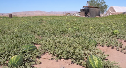 Imagen de un campo de sandias